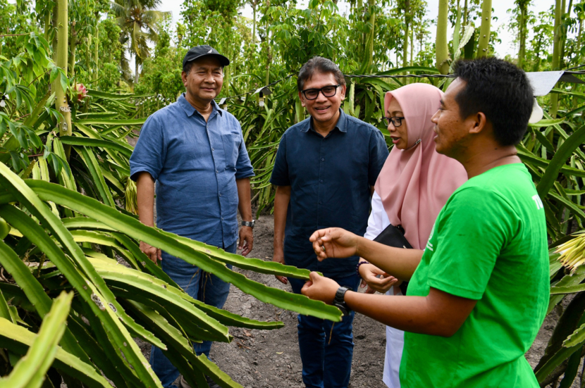 Petani Binaan Astra melalui Yayasan Dharma Bhakti Astra (YDBA), Nanang Prasetyo (kanan) saat menunjukkan hasil budidaya buah naga yang dilakukannya bersama Kelompok Tani Buah Naga Tunas Sejahtera, Banyuwangi Selasa (13/8/2024). (Foto Dok YDBA).