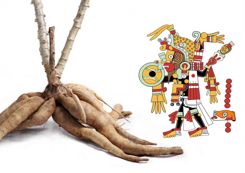 Singkong selamatkan Suku Maya Kuno dari kekeringan dan kelaparan