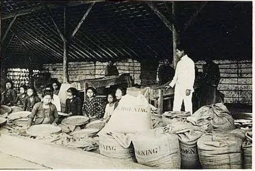 Sortir kopi di perkebunan kopi Karangpandan Tahun 1920   (sumber: puromangkunegaran.com)