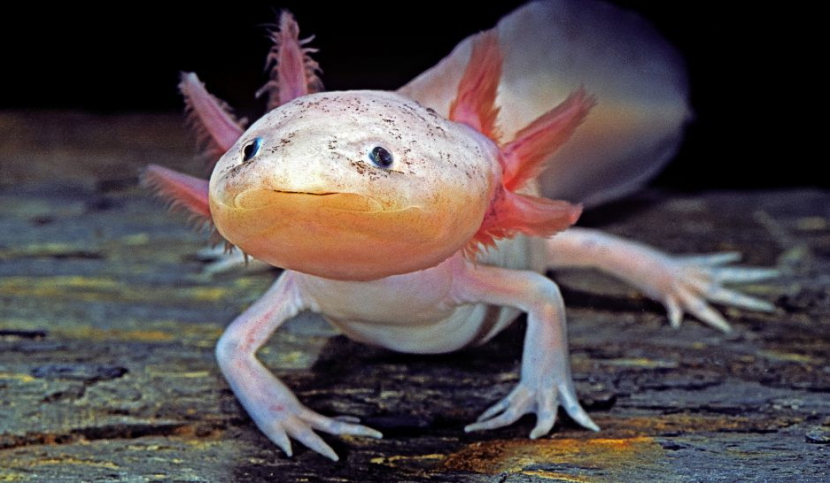 Salamander Meksiko ( Ambystoma Mexicanum) mempertahankan ciri-ciri larvanya sehingga membuatnya terlihat lucu. Gambar: Paul Starosta/Getty Images