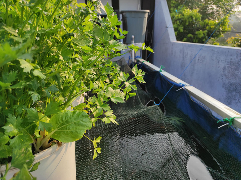 Sayuran seledri tumbuh subur dengan sistem Aquaponik -- by FiFARM