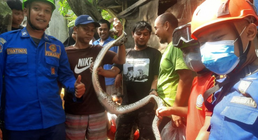 Petugas Damkar dan Penyelamatan Kota Depok menangkap seekor Ular Sanca di Jalan Belimbing 3 No 35 RT 005 RW 001, Kelurahan Depok, Kecamatan Pancoran Mas, Kota Depok, Rabu (20/07/2022). (Foto: istimewa).