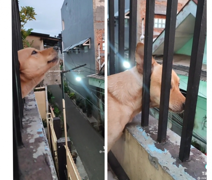 Anjing ini nampak khusyuk mendengarkan azan dan menjawab panggilan azan dengan lolongan khasnya. Foto: Tangkapan Layar