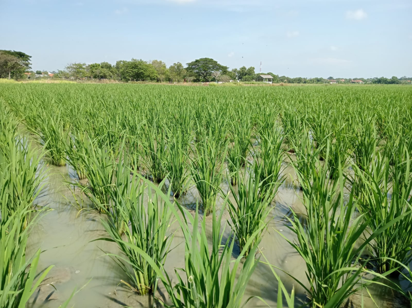 Kepemilikan lahan sawah petani Indonesia rata-rata hanya 0,3 hektere.