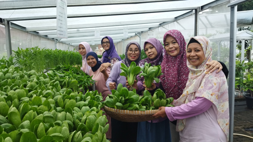 Ibu-ibu pengurus Pagertani Farm sedang melaksanakan panen sayuran hidroponik, sekali panen bisa menghasilkan 190 Kg sayuran segar