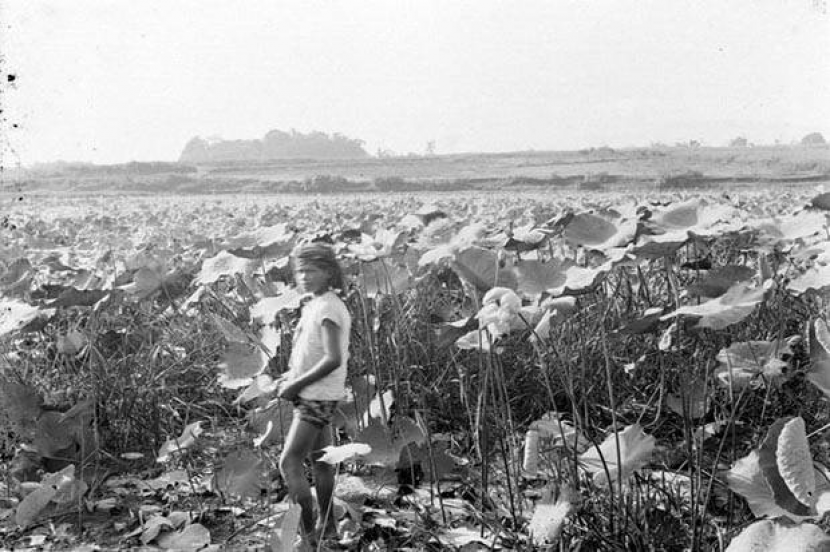 Setu Citayam tahun 1930.