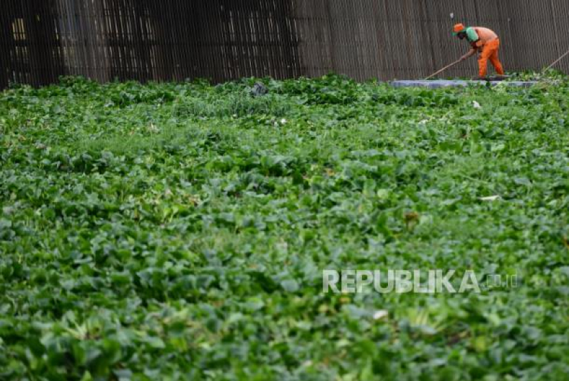 Kondisi sungai yang dipenuhi eceng gondok. Foto: Republika/Putra M. Akbar