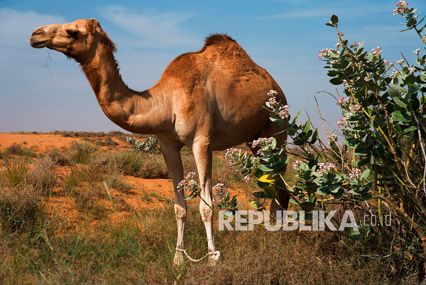 Unta, hewan gurun pasir. Rektor ITK menyinggung soal penutup kepala ala manusia gurun. Foto: Republika.