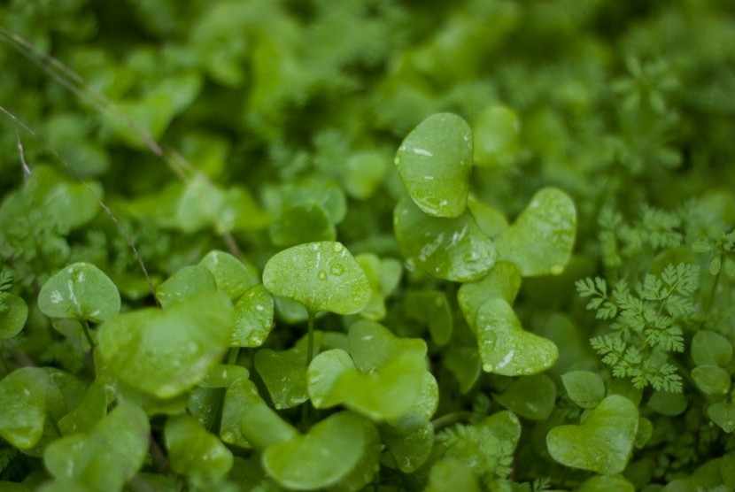 Daun pegagan. Sering Jadi Lalapan, Daun Pegagan Bisa untuk Obat Bisul, Amandel, Asma, dan Tifus. Foto: PxHere