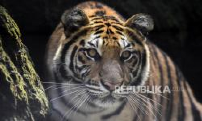 Harimau Benggala. Salah satu subspesies harimau yang masih hidup adalah harimau benggala dari India. Foto: Republika.