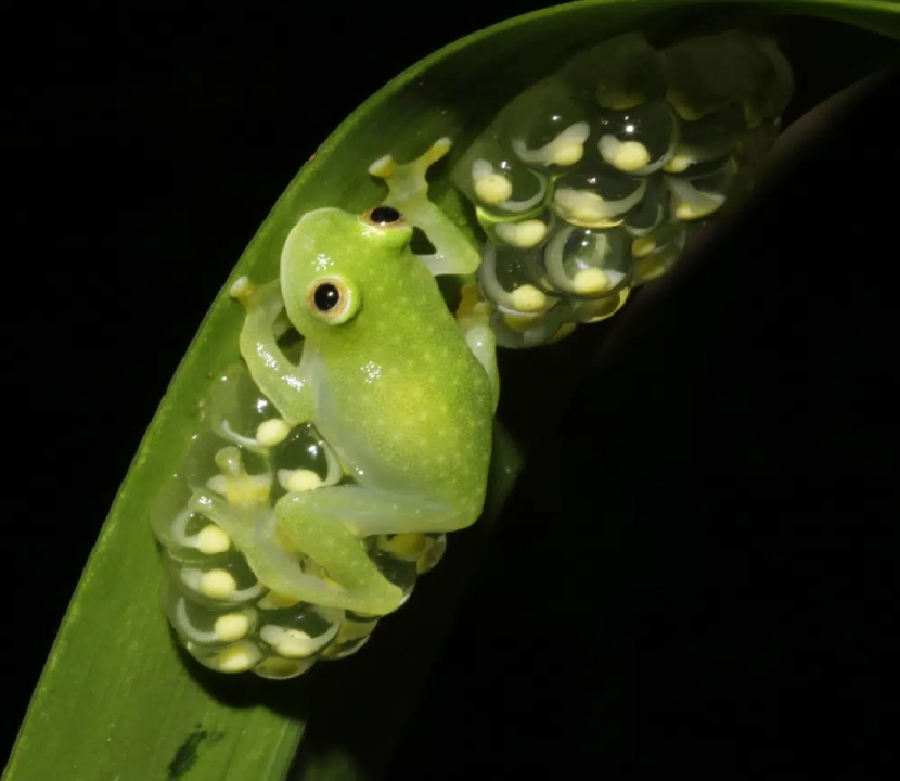 Katak kaca yang memiliki kemampuan transparan yang unik. Sumber: AP