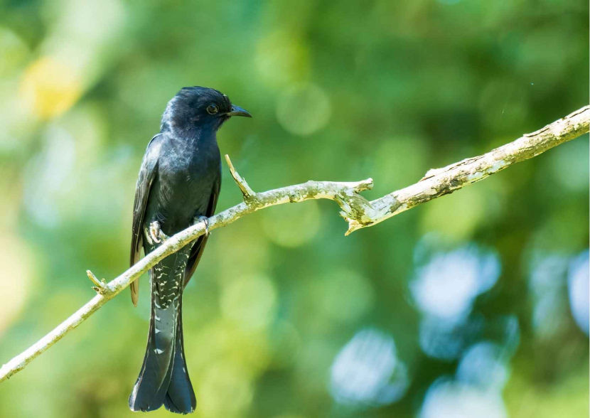 Kicauan burung kedasi menyimpan mitos membawa kabar kematian/ Foto: Canva