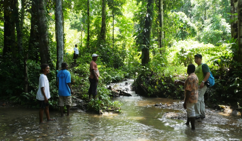 Hutan di Malaumkarta, Sorong, Papua Barat (foto: priyantono oemar).