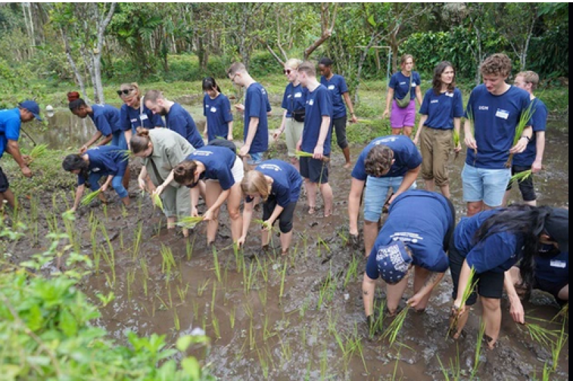 Mahasiswa asing UGM belajar menanam padi di Desa Wisata Pentingsari, Umbulharjo, Sleman, Sabtu (19/8/2023). Foto: ugm.ac.id