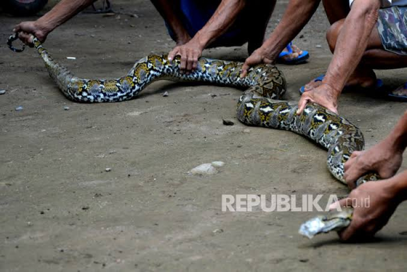 Warga menangkap seekor hewan liar jenis Ular Pyhton di perumahan.