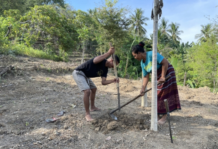 Krensensiana Nasa adalah petani di Pulau Floes, NTT. Bersama putranya, sedang mengerjakan lahan terasering demi menghasilkan pendapatan 3,5 kali lebih banyak. Mereka memakai teknik pertanian konservasi yang dipromosikan FAO. (foto: dokumentasi fao perwakilan indonesia).