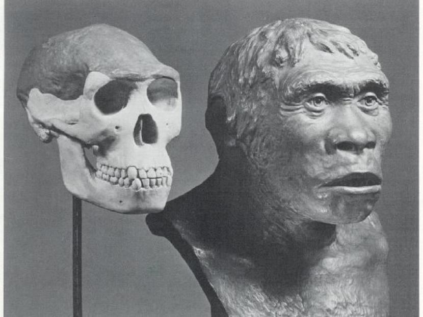 Repro fosil manusia Jawa yang kini masih dikuasai Belanda