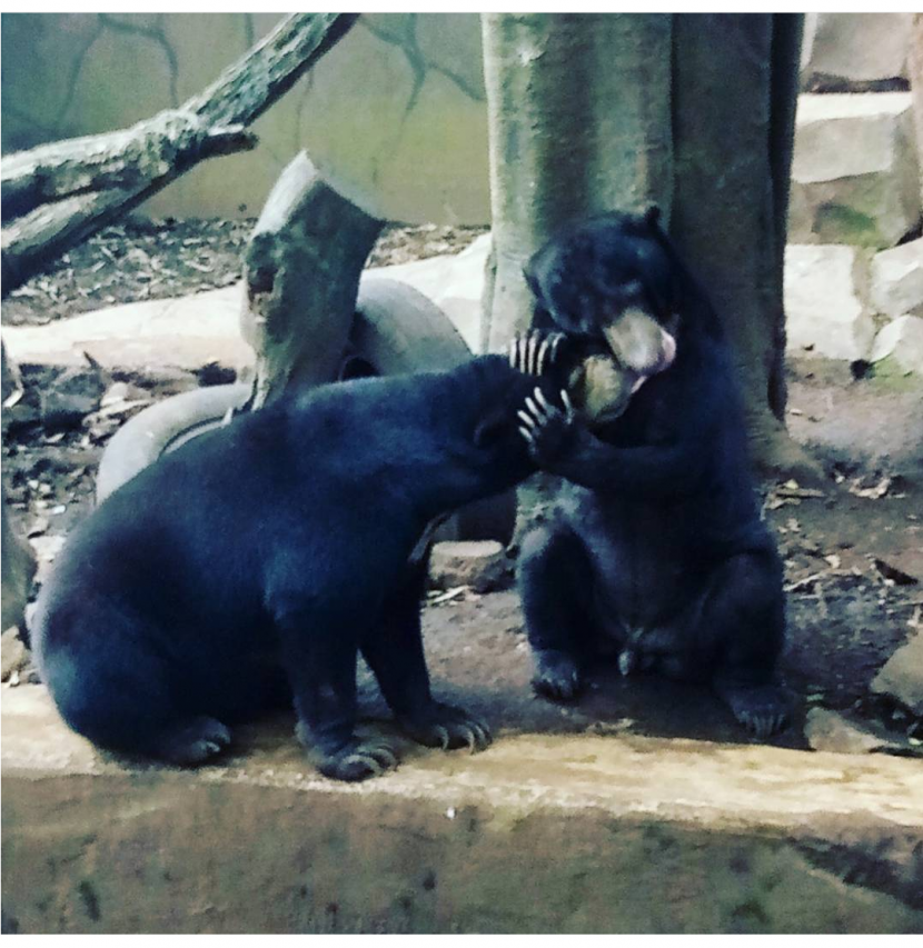 Kebun Binatang Bandung atau Bandung Zoo/Instagram