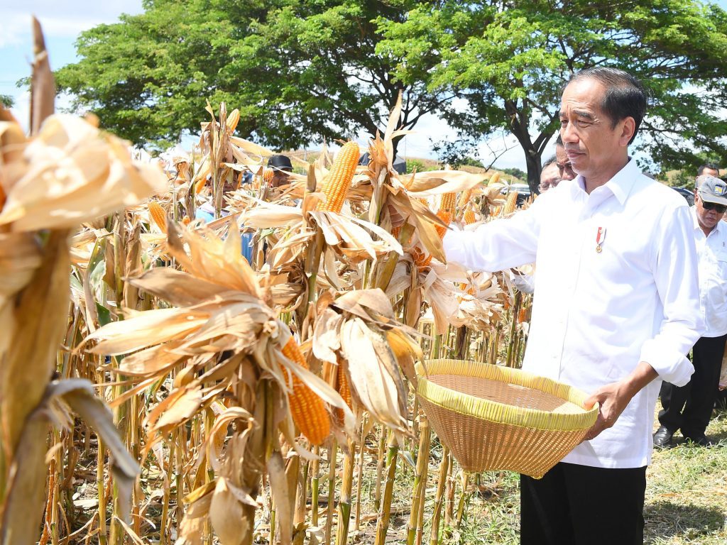 Presiden Jokowi Tinjau Panen Jagung di Sumbawa, Tekankan Keseimbangan Harga