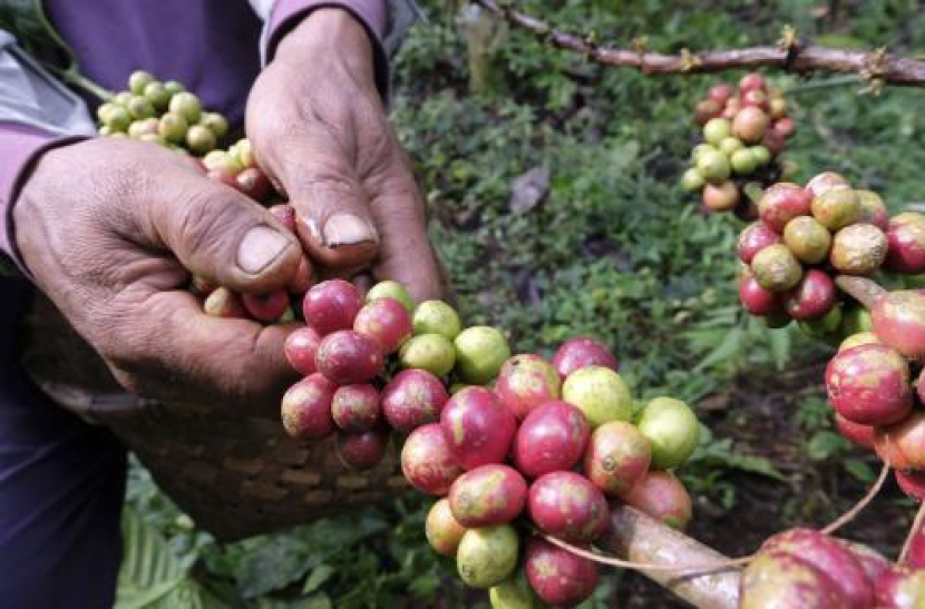 Petani memanen ceri kopi robusta.