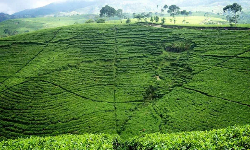 Perkebunan teh Kemuning Karanganyar, Jawa Tengah, sebelumnya adalah kawasan perkebunan kopi.     (Sumber: puromangkunegaran.com)