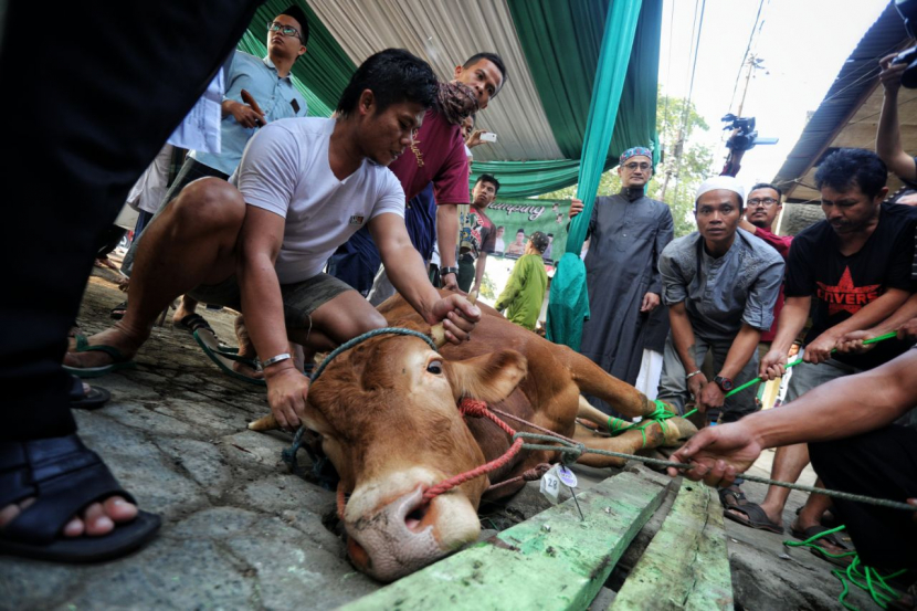 Ilustrasi Penyakit Mulut dan Kuku (PMK) hewan/Humas Pemkot Bandung