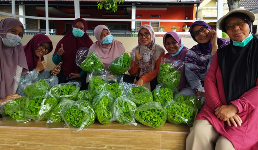 Tim marketing Pagertani Farm Maharaja dengan sayuran Selada hidroponik yang sudah selesai dikemas siap didistribusikan ke pelanggan