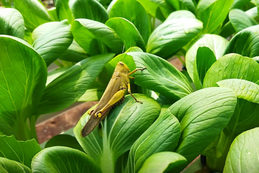 Belalang salah satu serangga pemakan daun yang harus dihindari agar tidak masuk area green house