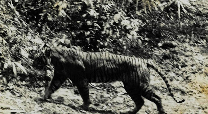 Harimau Jawa (Panthera tigris sondaica) yang hidup terakhir, tertangkap kamera pada 1938, di Ujung Kulon. Foto/Wikimedia Commons/petermaas.