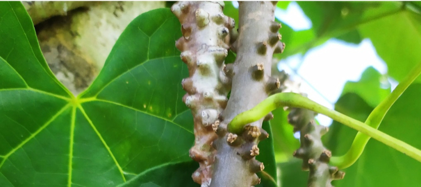 Tanaman brotowali. Meski Pahit, Brotowali Bisa Mengobati Koreng, Diabetes, dan Rematik. Foto: Lindungi Hutan