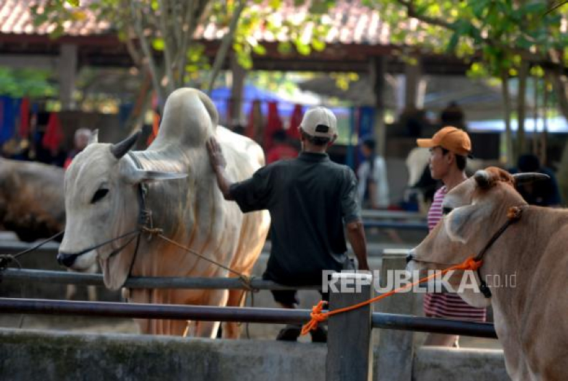 Penjual atau pemilik hewan ternak sapi menunggu pembeli di Pasar Hewan Ambarketawang, Sleman, Yogyakarta, Selasa (20/6/2023). Foto: Republika/Wihdan Hidayat