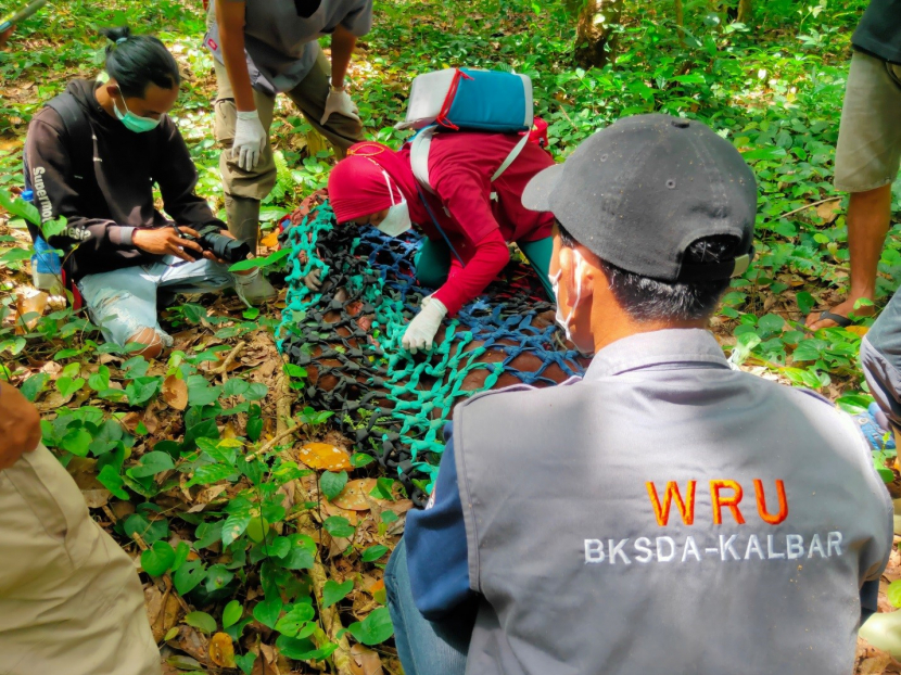 Petugas BKSDA Kalbar sedang menyelamatkan orang utan di Pulau Kumbang. 