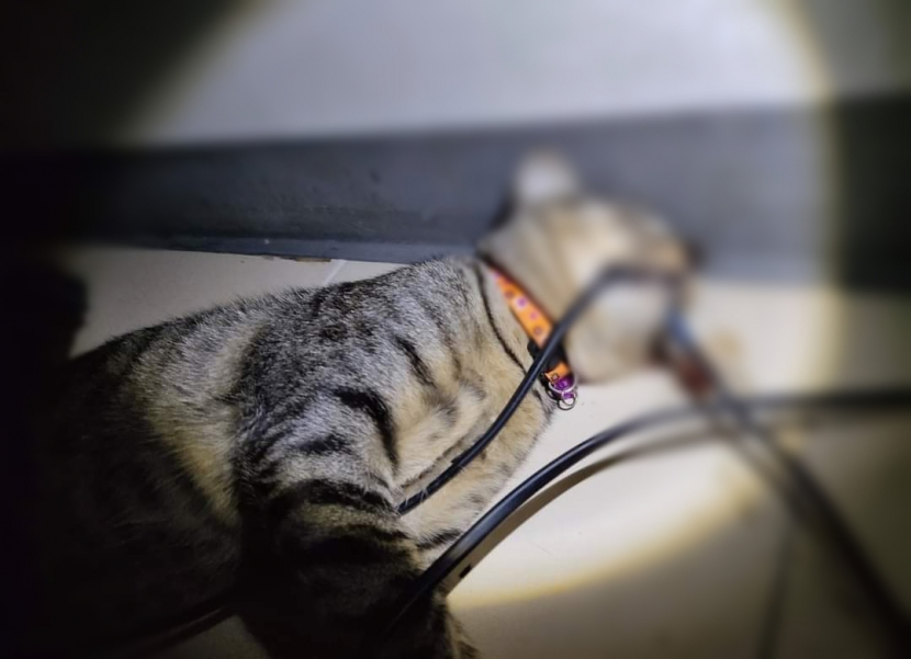 Seekor kucing mati akibat menggigit kabel kipas angin yang masih terhubung aliran listrik. Foto: Facebook/ Muhd Rayzul