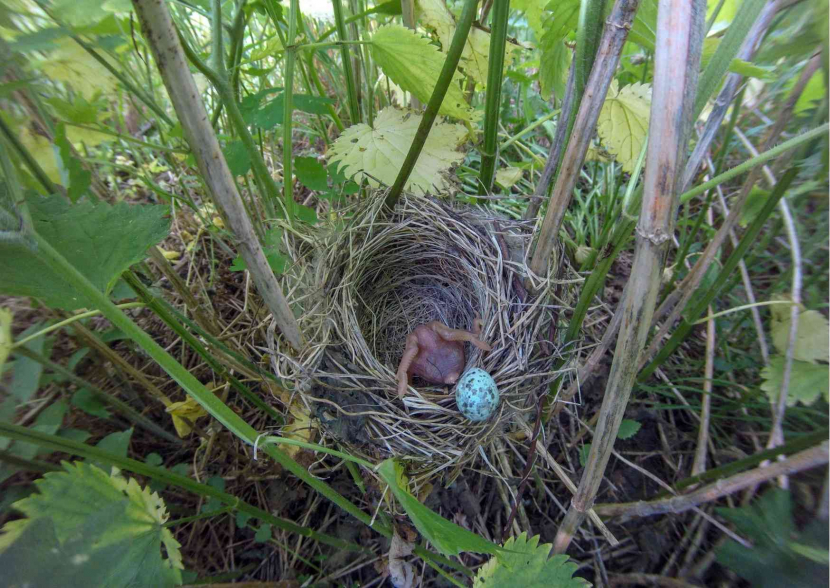 Piyik burung kedasi menyingkirkan telur burung inang/ Foto: Canva
