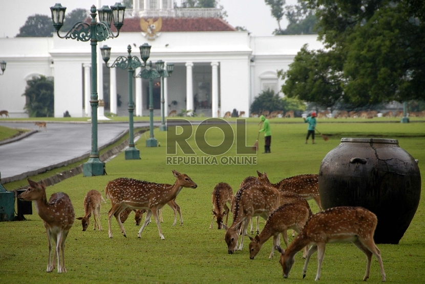 Rusa Tutul di Istana Bogor. Awalnya binatang bertanduk nan imut ini diimpor ke Istana Bogor untuk sasaran olahraga berburu bangsawan Inggris. Foto: Republika.