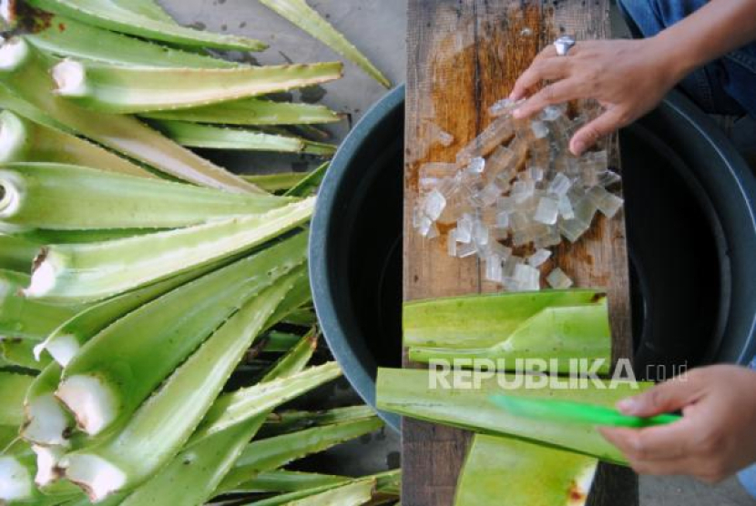 Lidah buaya bisa untuk mengobati sinusitis. Lima Ramuan Herbal Prof Hembing untuk Mengobati Sinusitis. Foto: ANTARA/Arif Firmansyah 