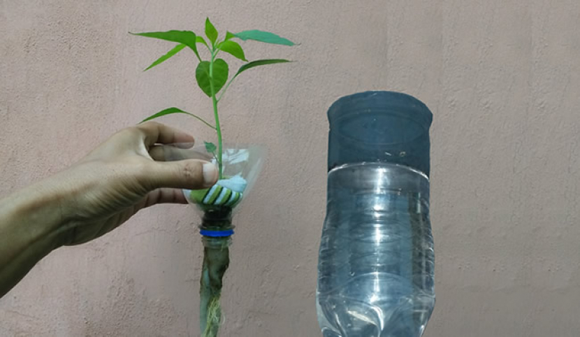 Botol bekas air mineral untuk menanam secara hidroponik