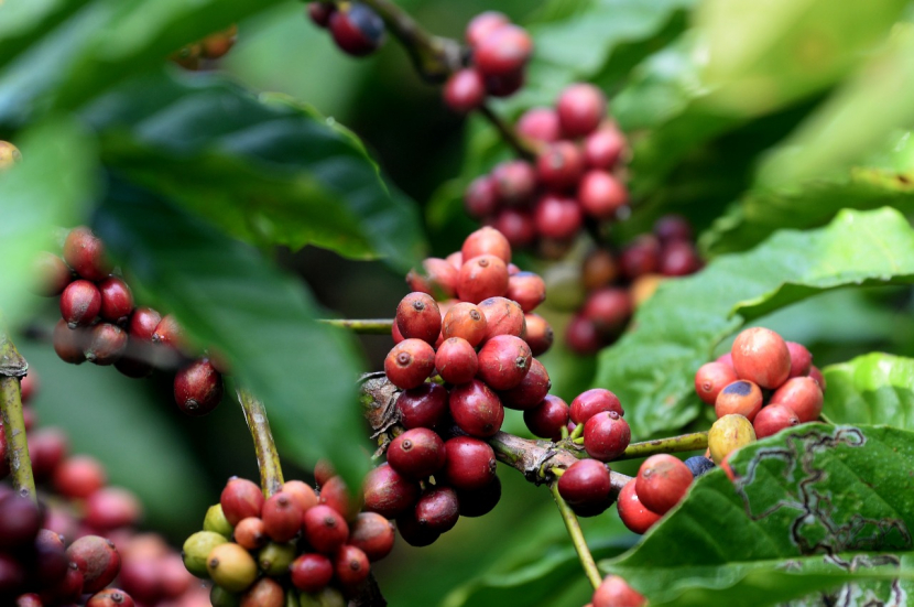 Ceri kopi robusta (foto: Prayogi)