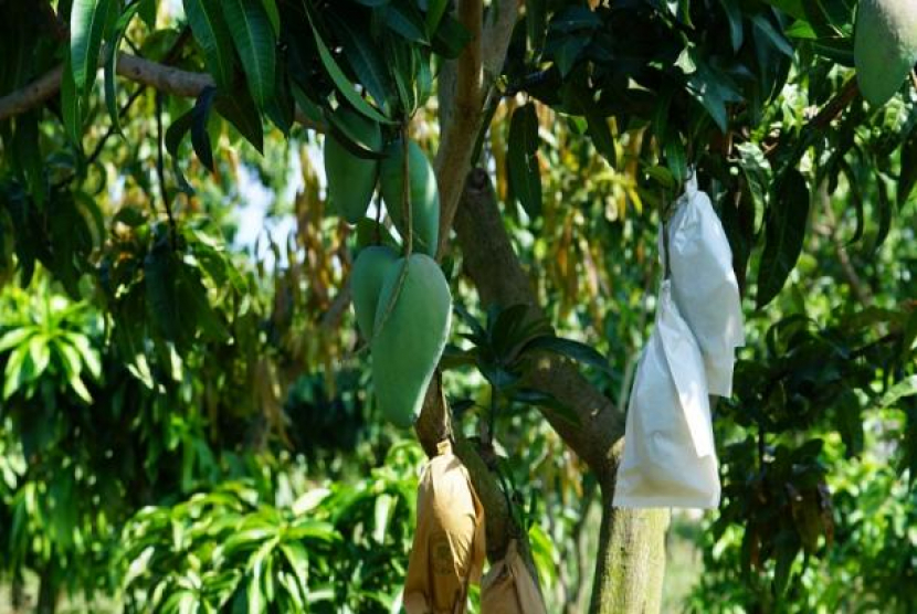 Kabupaten Indramayu menyambut program kampung buah, sebagai salah satu komponen program kampung hortikultura. Kondisi topografi Indramayu yang terkenal sebagai ikon penghasil mangga, diyakini mampu mempercepat hilirisasi kampung buah. (Dokumentasi)