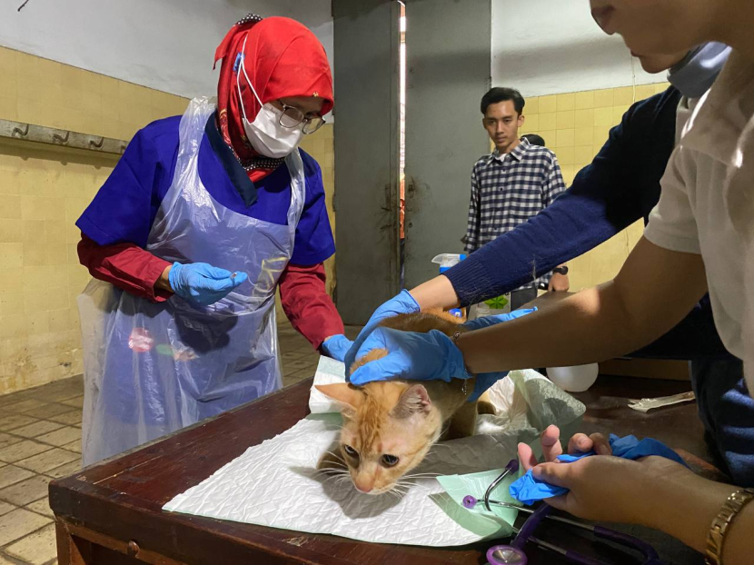 Dokter memvaksinasi kucing untuk mencegah rabies/Humas Pemkot Bandung