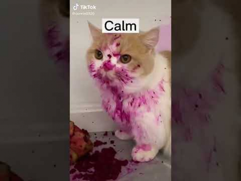 Kucing makan buah naga. Foto: Tangkapan layar