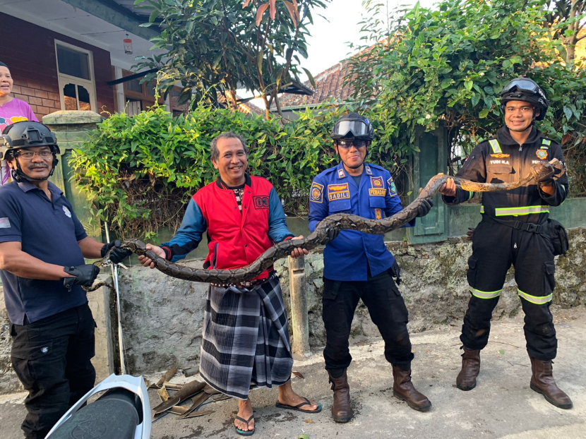 Petugas Damkar Kuningan mengevakuasi ular piton dari saluran pembuangan air milik warga. (Dok Damkar Kuningan)