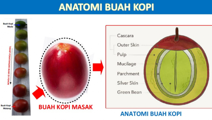 Anatomi buah kopi  (sumber: Coffee dan Cacao training center)