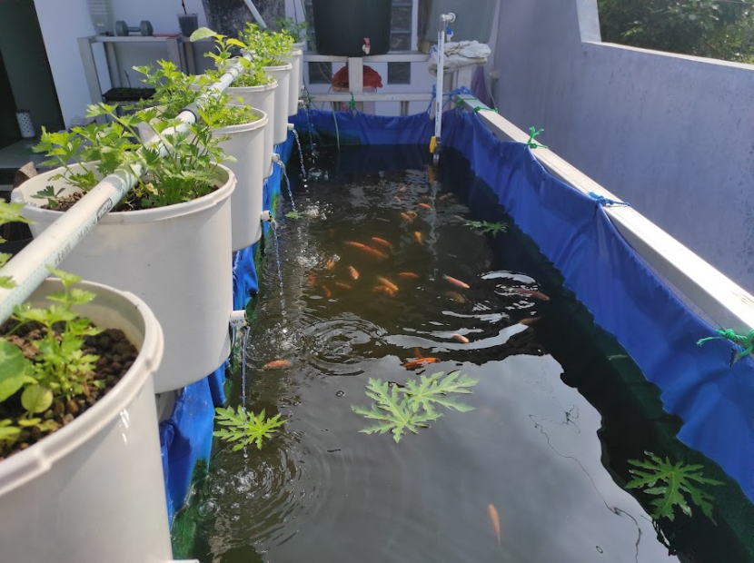 Aquaponik sistem RAS Skala Rumah Tangga memadukan perikanan dan pertanian -- photo by FiFARM