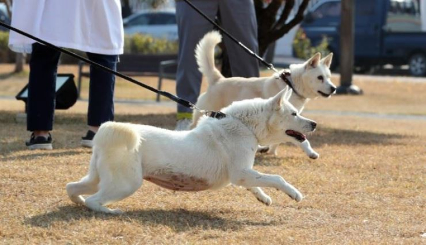 Sepasang anjing yang diberikan oleh Kim Jong-un pada 2018 yang baru-baru ini dikembalikan oleh mantan presiden Moon Jae-in ke pemerintah. Dok: Yonhap