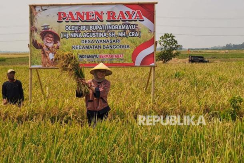 Bupati Indramayu, Nina Agustina, melakukan panen raya padi di Desa Wanasari, Kecamatan Bangodua, Kabupaten Indramayu, Kamis (2/11/2023). (Matapantura/Lilis Sri Handayani)