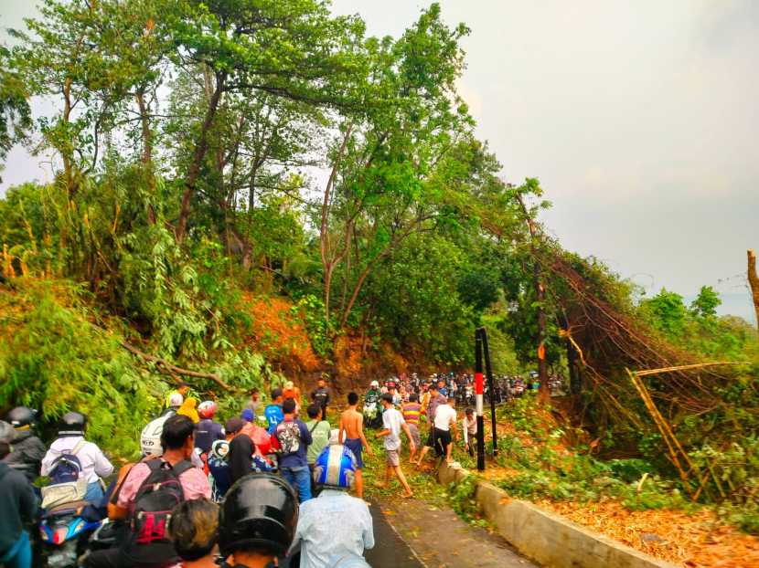 Pohon tumbang akibat cuaca ekstrim di Desa Legok, Kecamatan Cidahu, Kabupaten Kuningan, Kamis (9/11/2023). (Dok Damkar Kuningan)