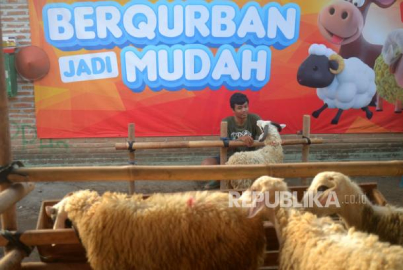 Penjaga memeriksa kondisi domba yang dijual untuk kurban di Panitia Pengadaan Hewan Qurban (PPHQ) Angkatan Muda Muhammadiyah (AMM) di Kotagede, Yogyakarta, Rabu (21/6/2023). Foto: Republika/Wihdan Hidayat