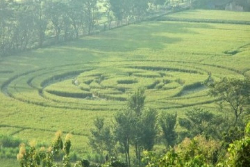 Fenomena crop circle tampak di tengah sawah di Desa Rejosari, Jogotirto, Berbah, Kabupaten Sleman, Yogyakarta, Senin (24/1/2011). Sumber: Antara