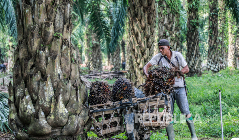 Asal muasal tanaman kelapa sawit di Indonesia. Kelapa sawit bukan tanaman asli Indonesia tapi dari Afrika| Foto: EPA-EFI/Dedi Sinuhaji